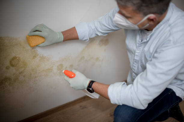 Best Attic Mold Removal  in Strawberry Point, IA